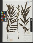 Foto von Salix purpurea L. x Salix viminalis L.